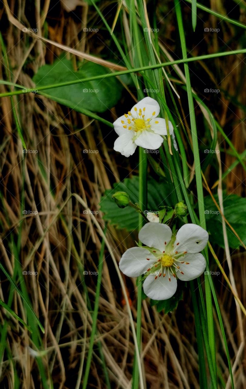 Flowering grass