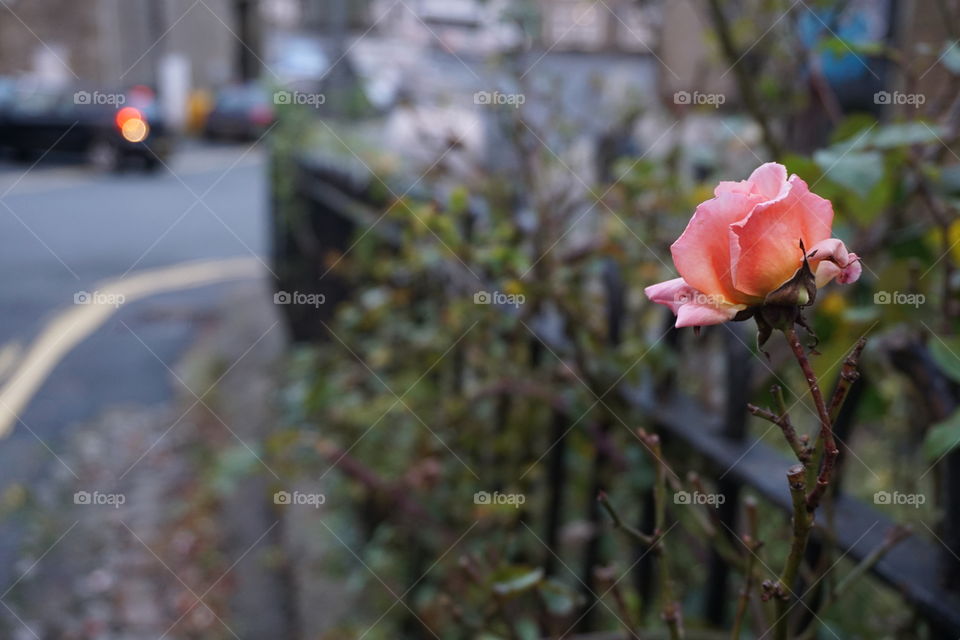 October Rose .. winter rose in bloom .. beautiful peachy colour.