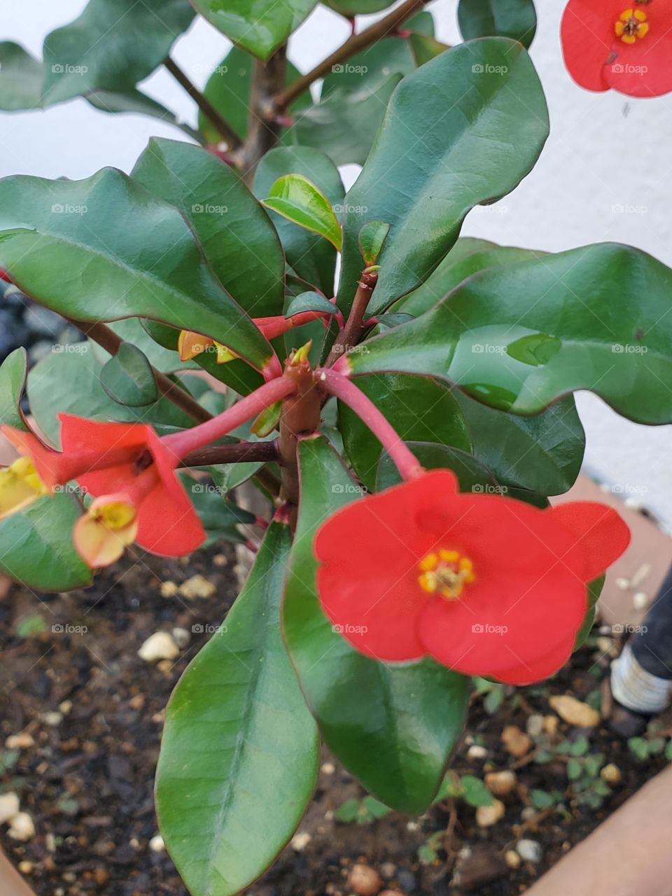 beautiful corona de Cristo