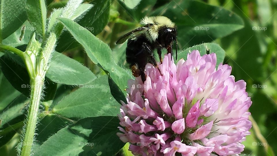 bumblebee on the pink flower