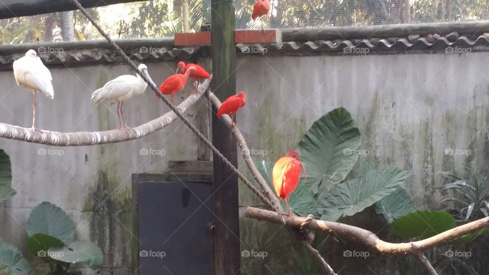 Durban, South Africa. Bird park with red ibis from South America.