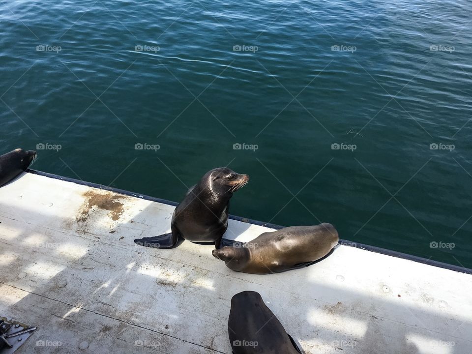 Sea lions