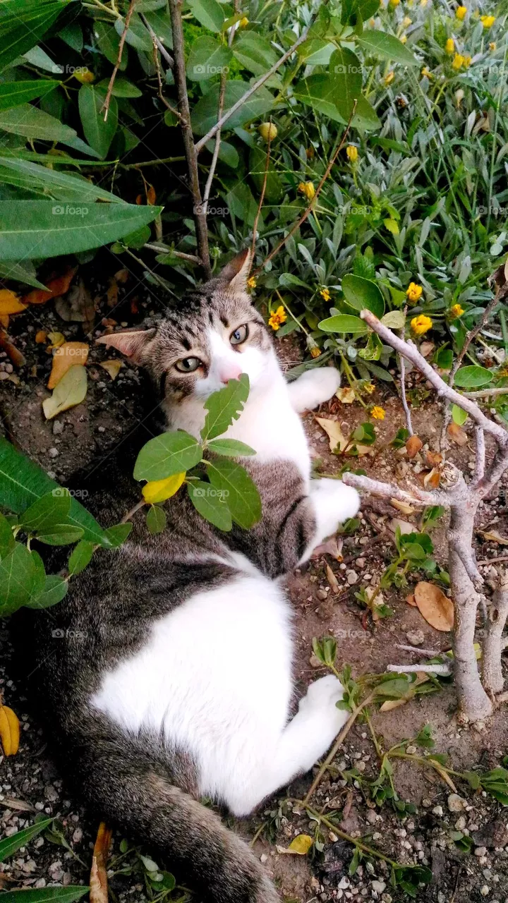 European white and tabby cat smelling a leaf in a garden of the italian island of Ischia