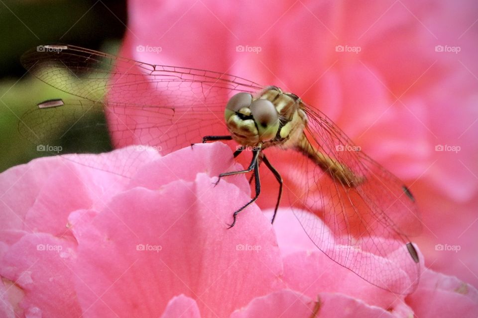 dragonfly