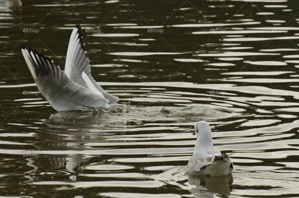 Seagulls on water 