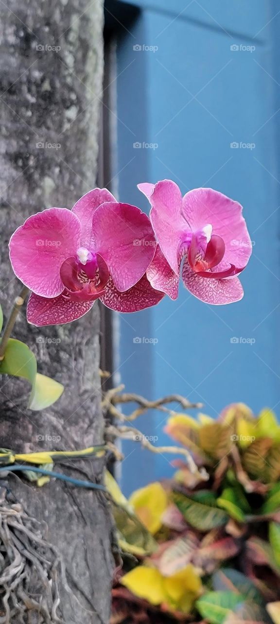 Orquídea