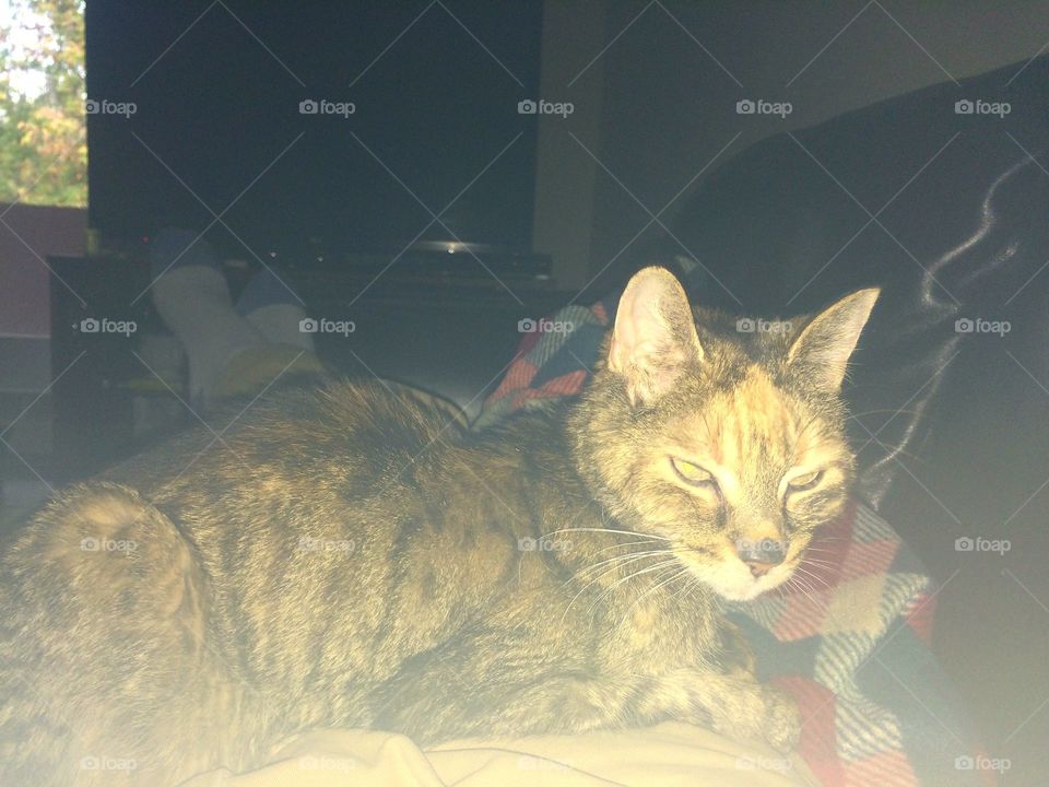 Cat, Mammal, Pet, One, Animal