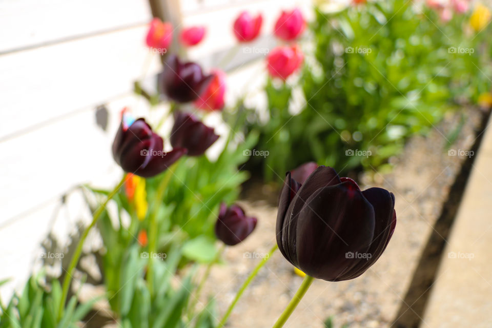 Dark purple tulip