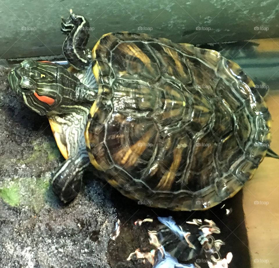 Turtle enjoying his tank