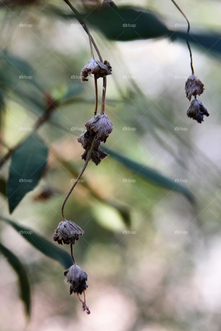 dried flowers caught on the way down.