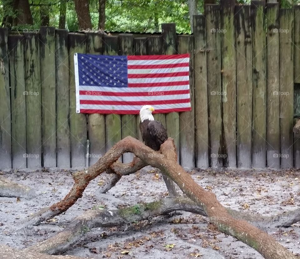 bald eagle patriot patriotic flag