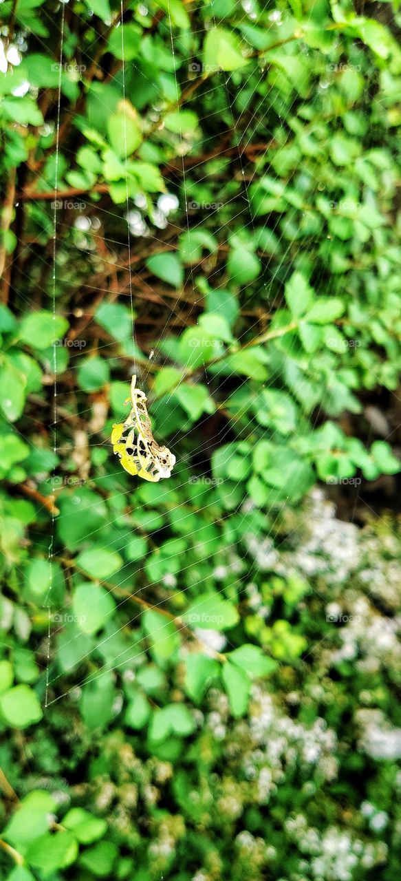 Leaf on a cobweb