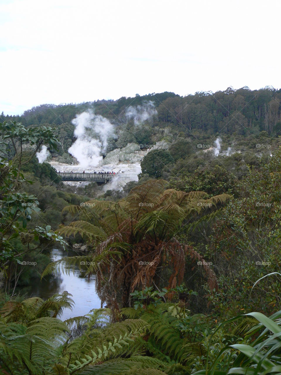 Te Whakarewarewa Valley, Rotorua, New Zealand