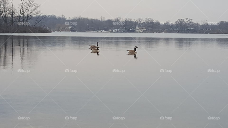Canada geese water lake spring park