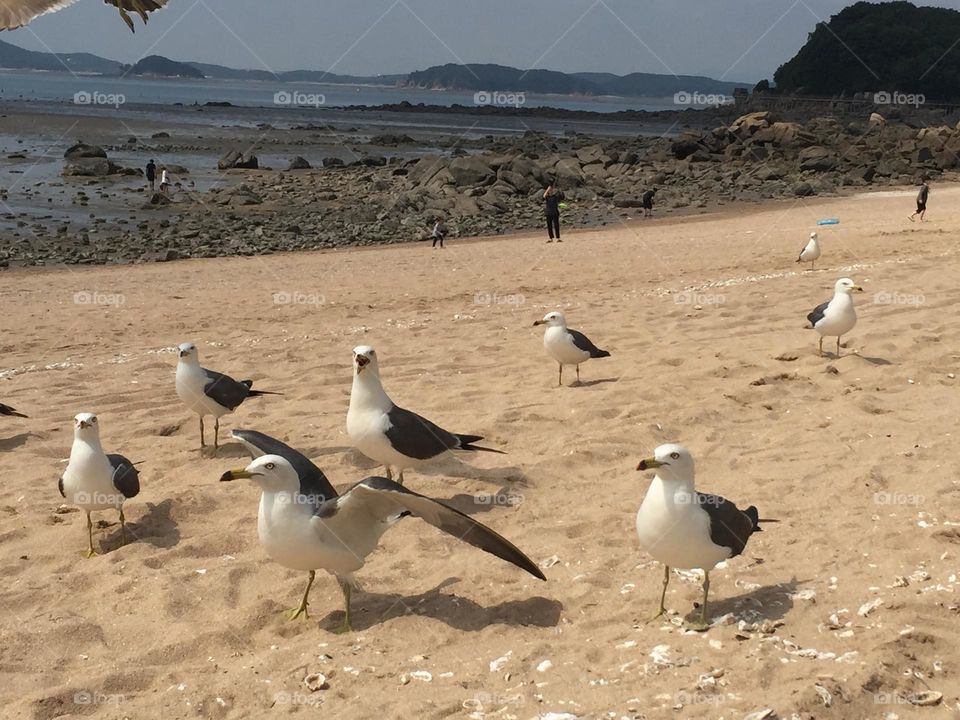 Seagulls 