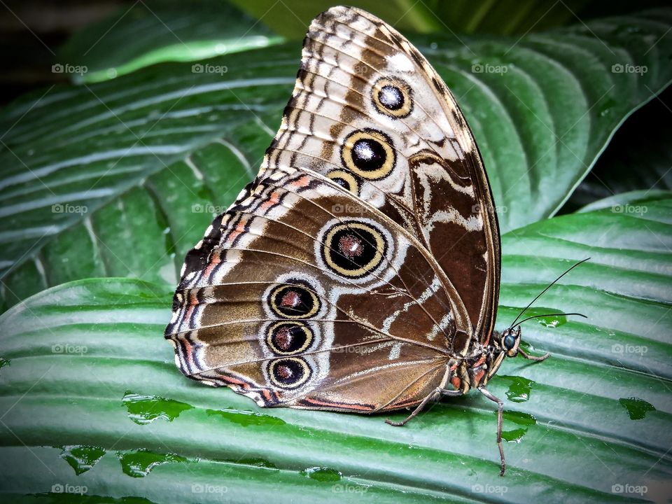 Butterfly in Copenhagen Zoo. 