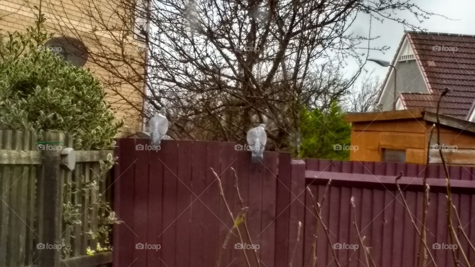 Pigeons on my fence