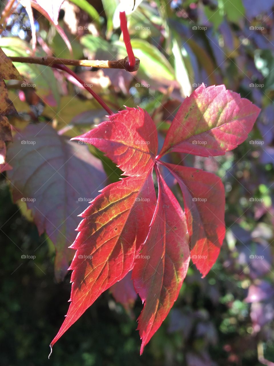 Leaf of Virginia creeper in full autumn