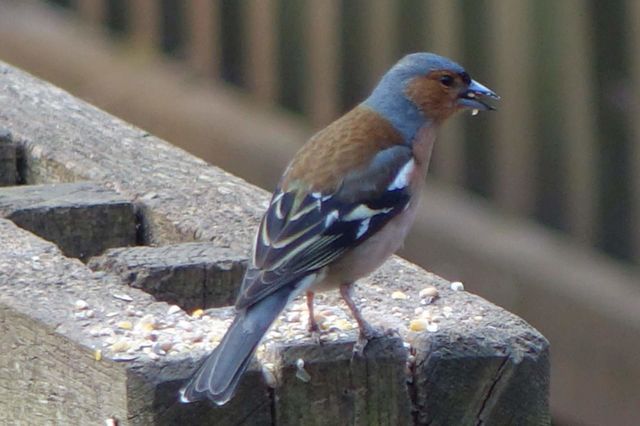 Make chaffinch
