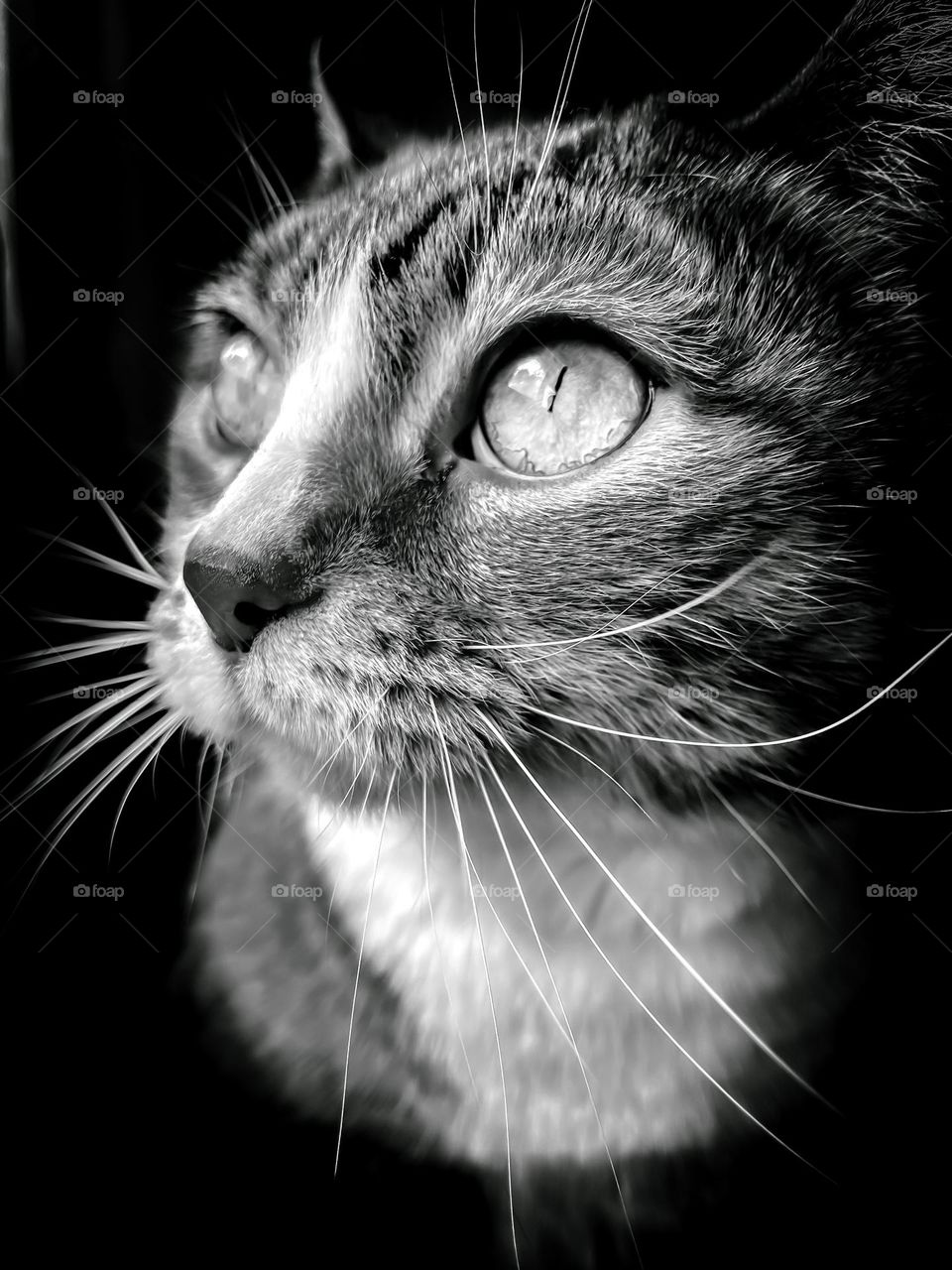 Cat kitty B&W black and white phone photography beautiful eyes big long whiskers tabby adorable pet animal no people moody pet cute best friend 
