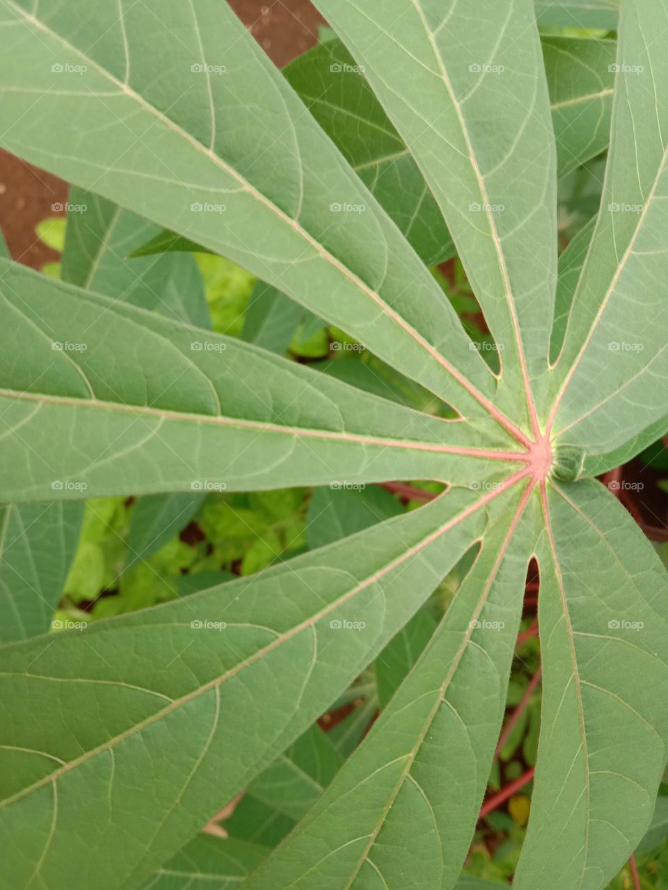 cassava leaves.