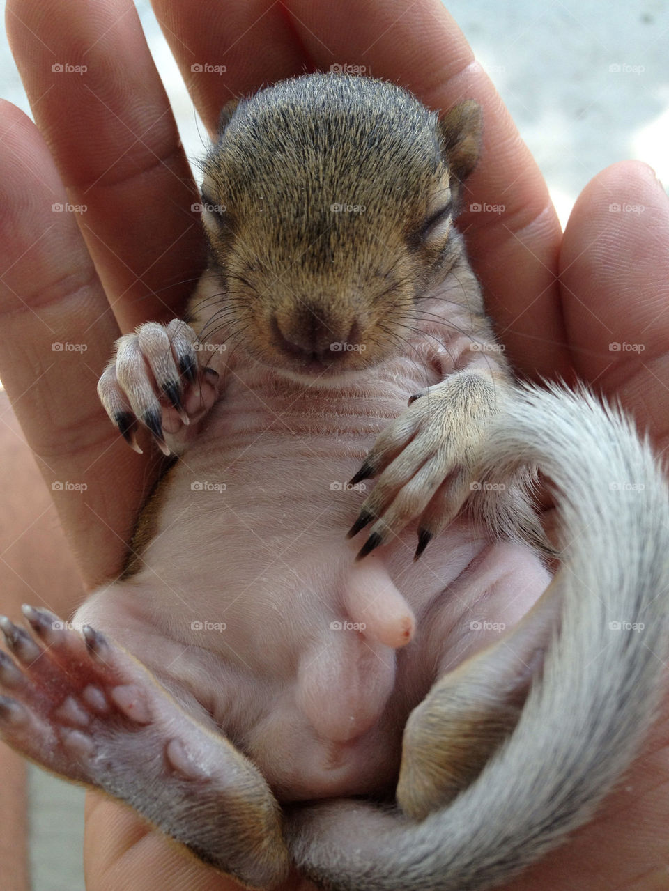 china baby tree squirrel by jodyow3n