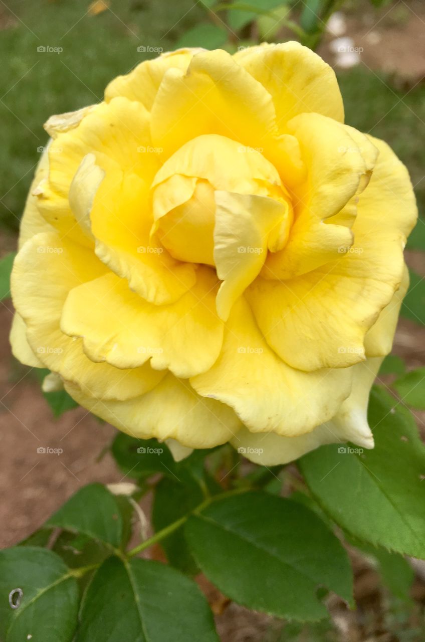 A #natureza novamente caprichou: e a rosa amarela que desabrochou em nosso jardim hoje?
🌼
#Jardinagem é nosso #hobby. 
#flor #flowers #flower #pétalas #garden #natureza #nature #flora #flores