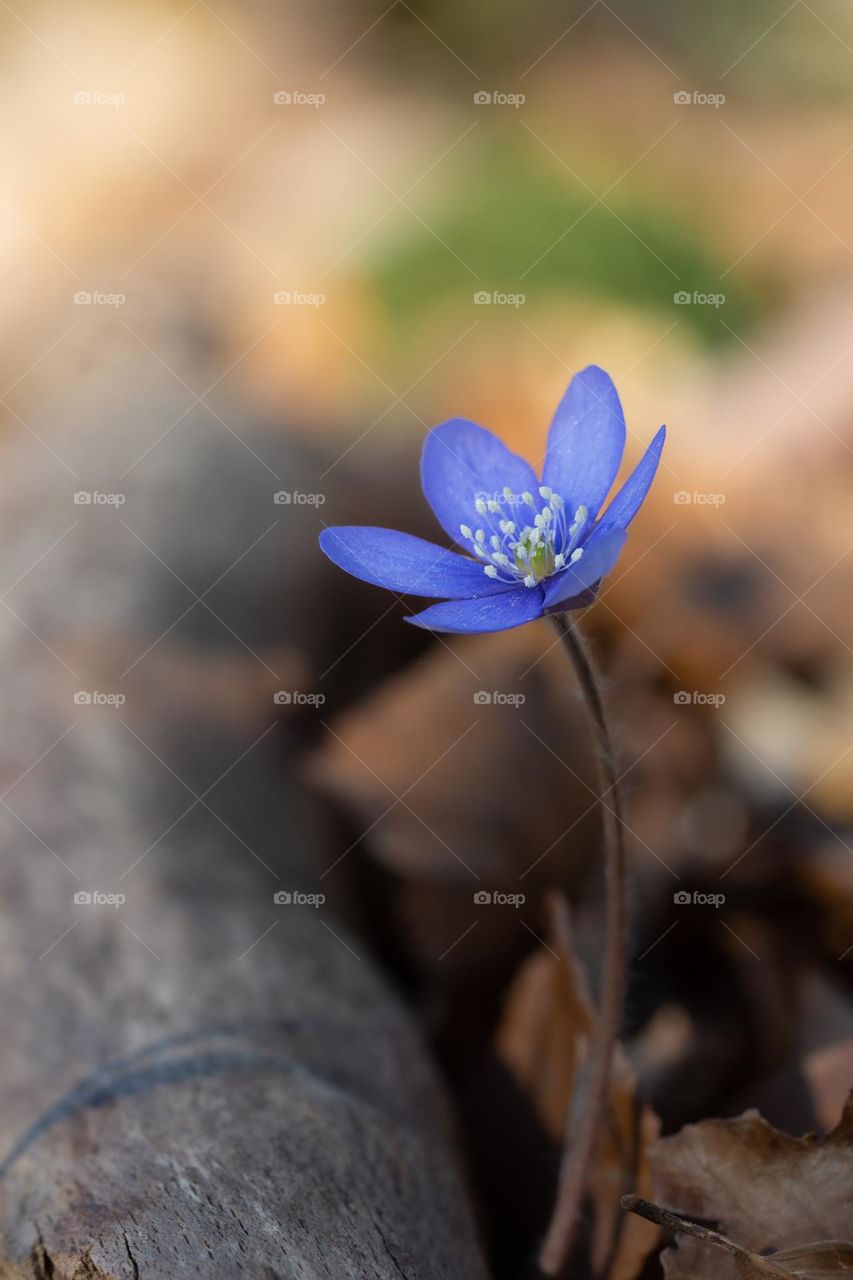 Close up or macro of a blue spring flower