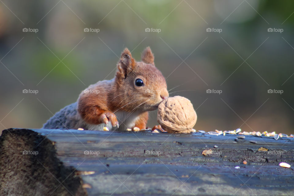 Squirrel, Does it smell good!?