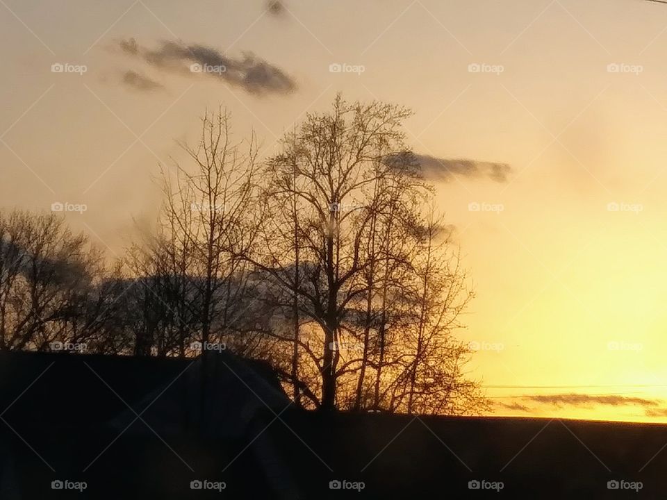 trees at sunset