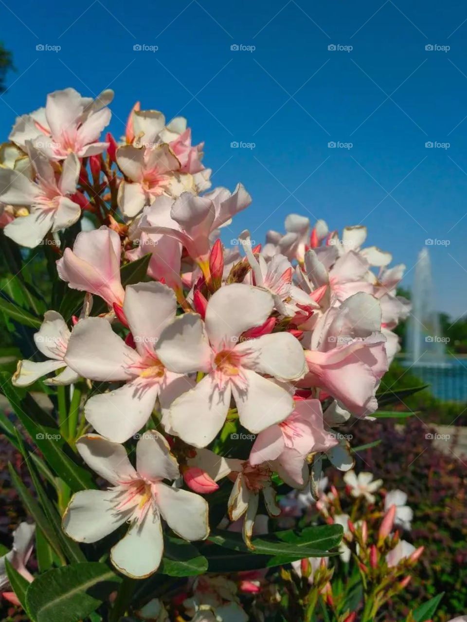 This park is famous for its flowers and the fountain