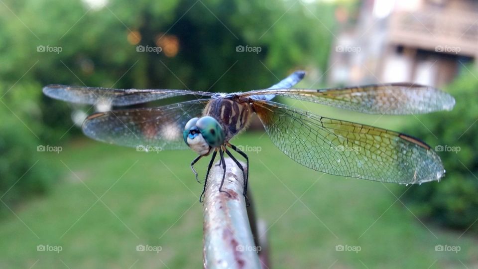 train your dragonfly