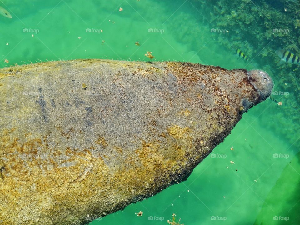 Manatee In The Water