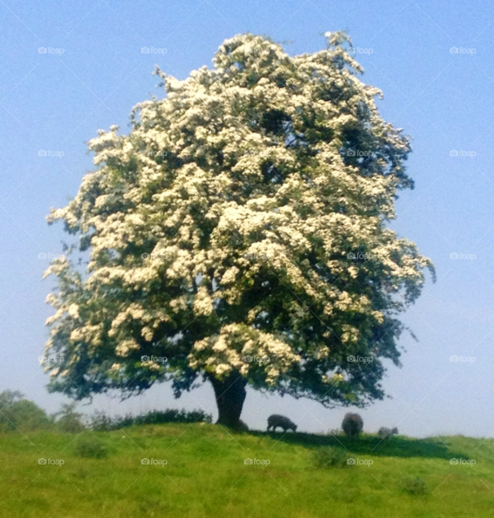 tree spring blossom by Jackpic2