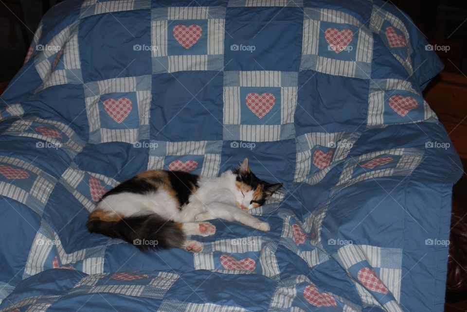 Calico cat sleeping on quilt