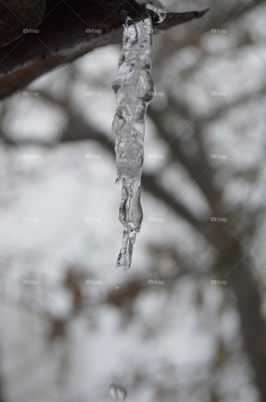 winter, frost, ice, blurred background, frozen drop, icicle, iced tree, ice on a branch,