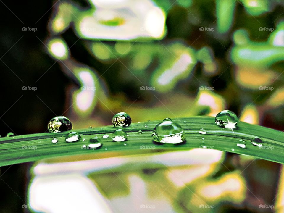 rain drops