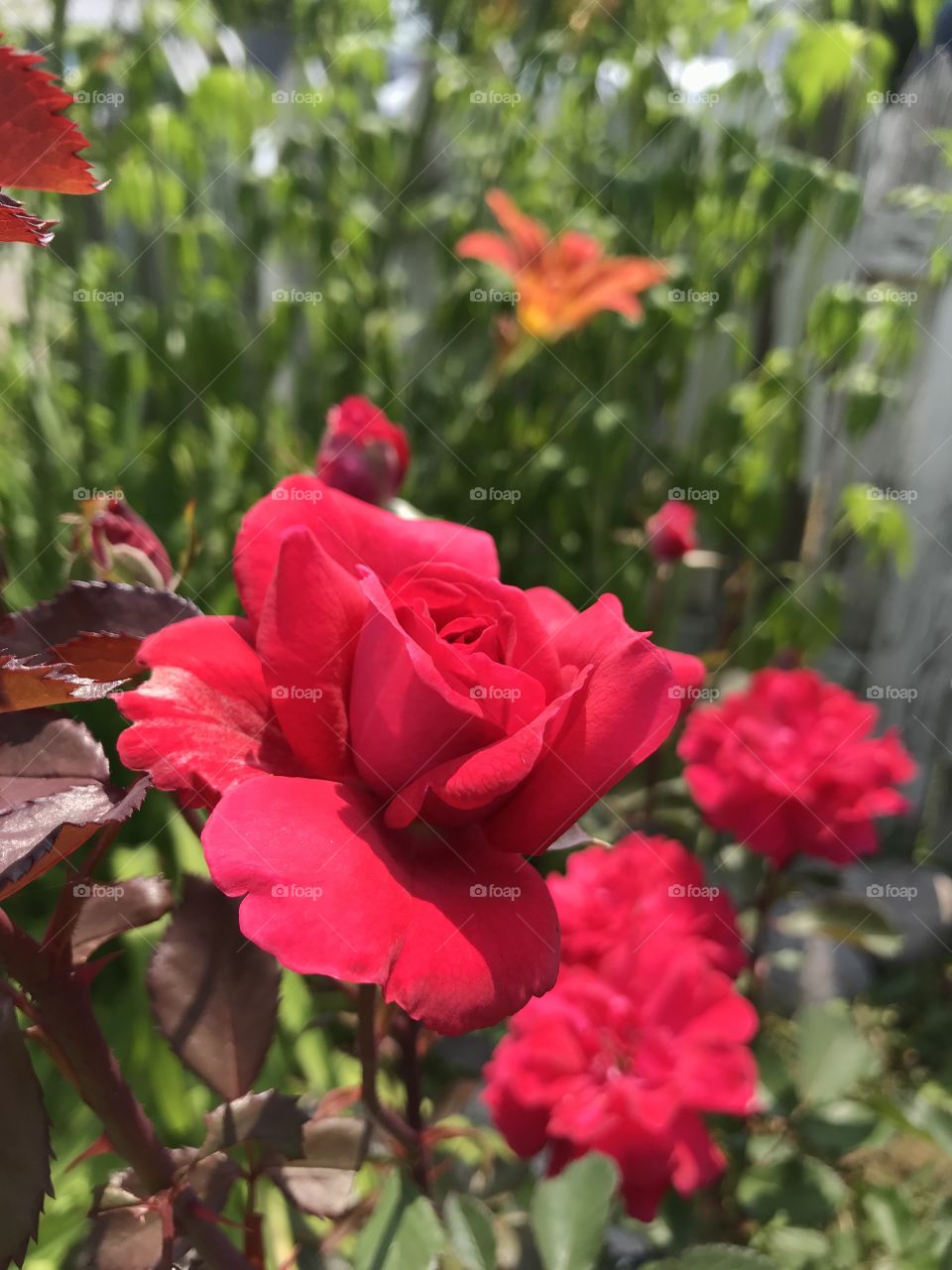 Beautiful red rose with other flowers in the background garden