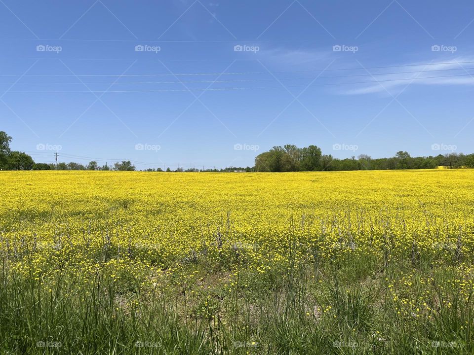 Fields of gold