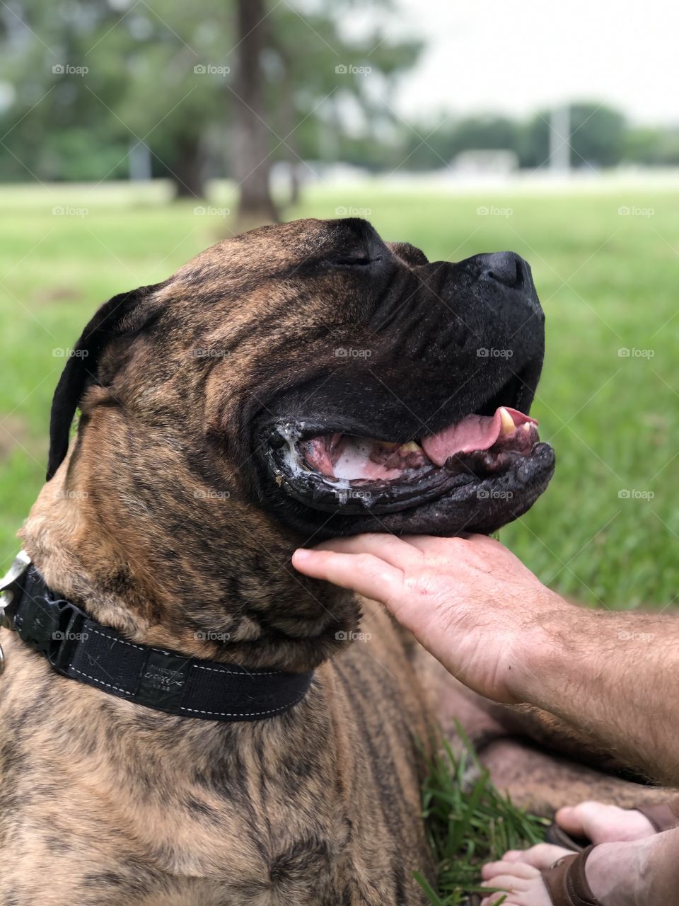 Bull mastiff is happy to be touched by the owner 