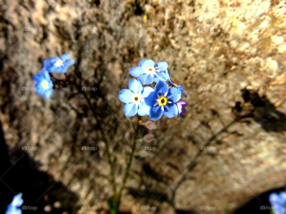 forget me not 