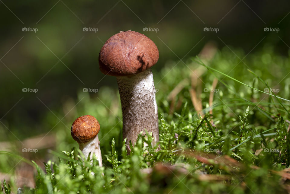 Magical outside. Start of the mushrooms picking season.