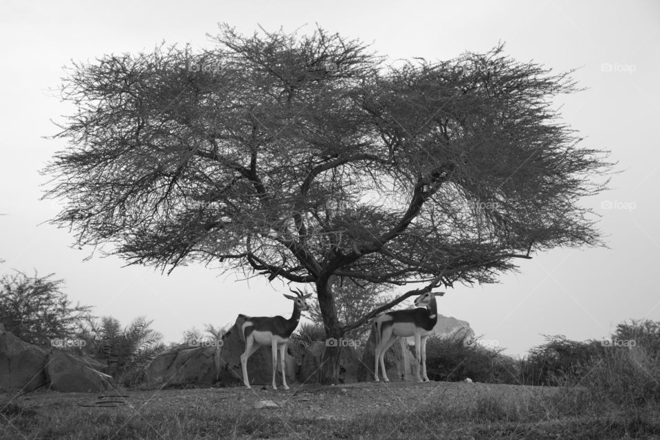 two deers taking a break under a tree desert