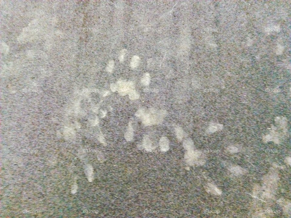 Animal footprints