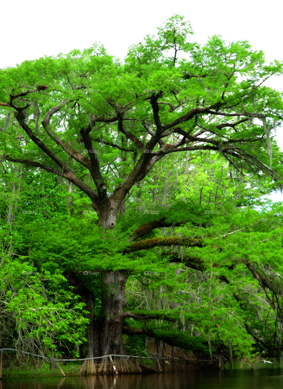 tree texas cypress survivor by lightanddrawing