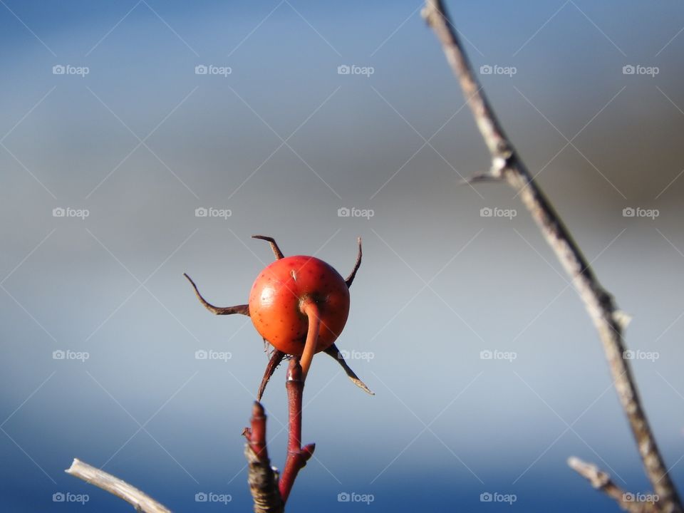 Rose hip 