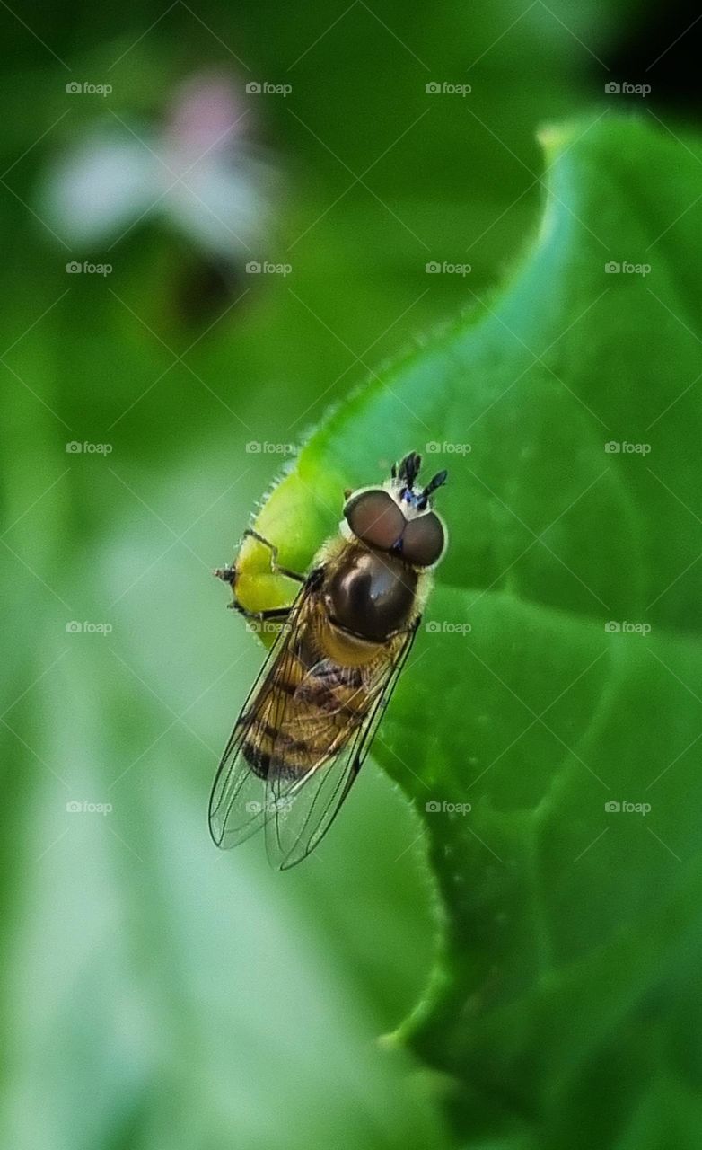 a tiny bee exploring a leaf.