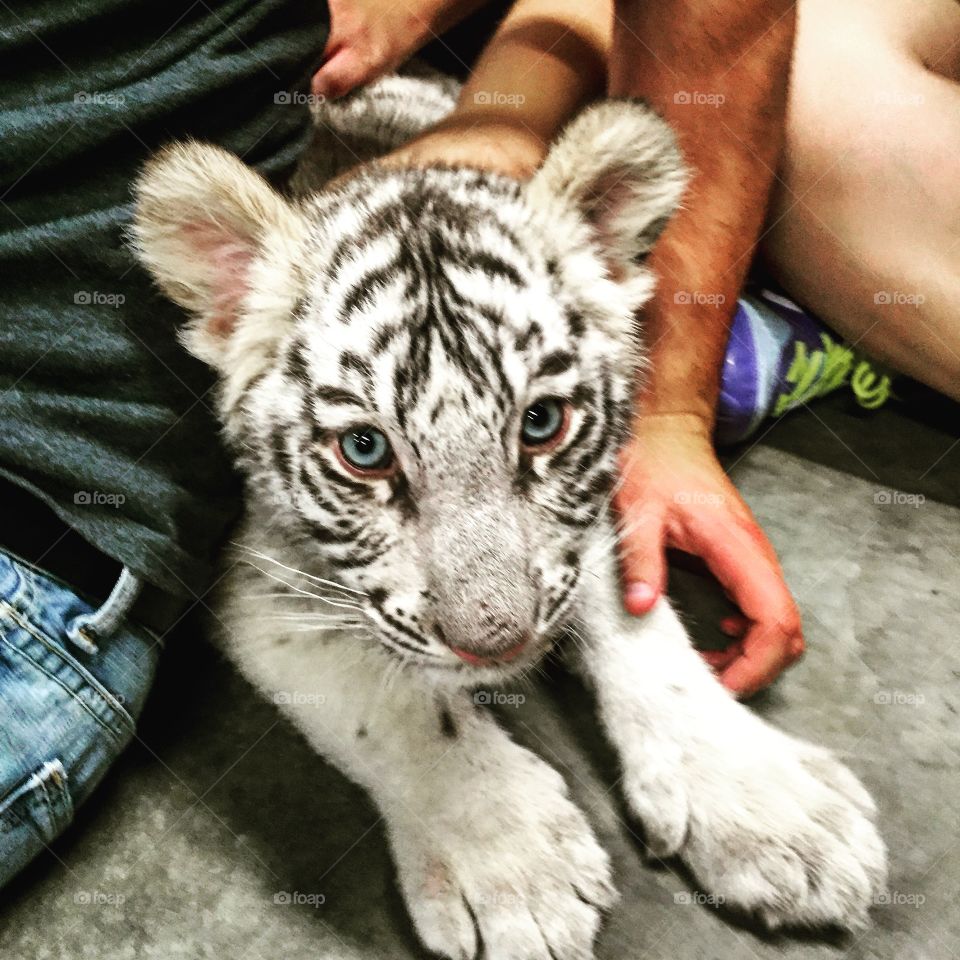 Tiger Baby 