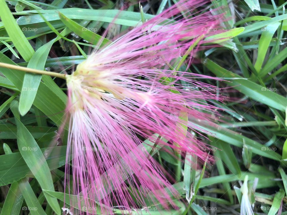 A pink feathery mimosa blossom lying against the green grass. 
