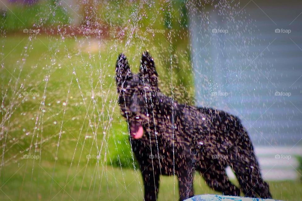 Dog Silhouette 